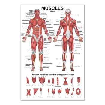 Профессиональная анатомическая схема мышечной системы человека Плакат с анатомией мышц человека Прямая доставка