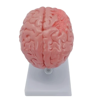 Профессиональная модель человеческого мозга, Анатомическая модель для студентов, медсестер, обучающихся неврологии, обучающие модели
